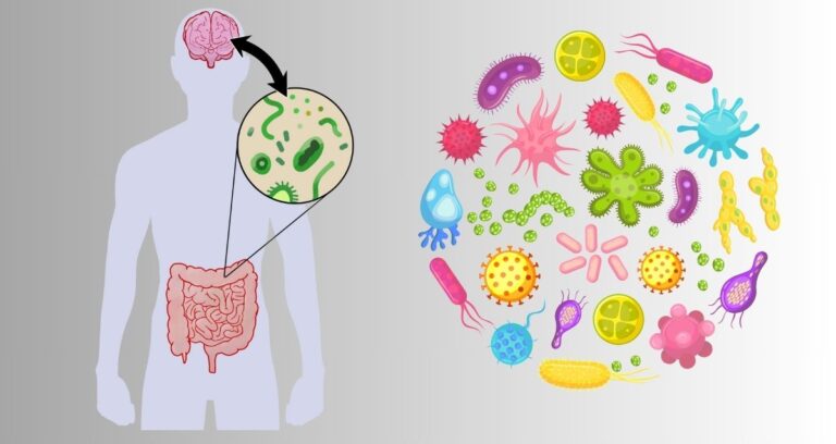 The Gut-Health Revolution: Why Prebiotics Are the Key to Wellness